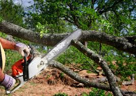 Best Commercial Tree Services  in St Michael, MN